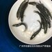 广东惠州杂交生鱼苗出售广东清远黑鱼苗批发