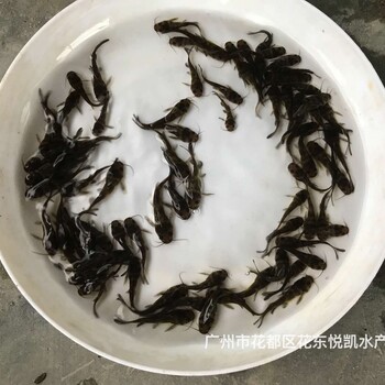 江苏常州黄骨鱼苗批发江苏连云港黄辣丁鱼苗出售