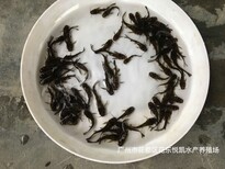 浙江宁波黄骨鱼苗批发黄辣丁鱼苗黄蜂鱼苗出售图片0