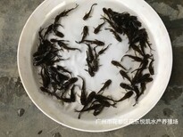 浙江宁波黄骨鱼苗批发黄辣丁鱼苗黄蜂鱼苗出售图片1