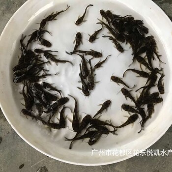 湖南娄底黄颡鱼苗出售湖南衡阳杂交黄骨鱼苗