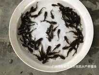 浙江宁波黄骨鱼苗批发黄辣丁鱼苗黄蜂鱼苗出售图片5