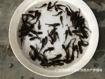 浙江宁波黄骨鱼苗批发黄辣丁鱼苗黄蜂鱼苗出售图片4