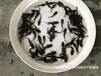 广西百色黄颡鱼苗出售广西贺州杂交黄骨鱼苗