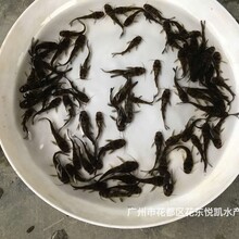 肇庆黄骨鱼苗批发广东湛江杂交黄骨鱼苗全雄性黄骨鱼苗图片