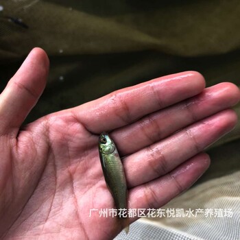 湖南永州丁岁鱼苗出售湖南郴州丁桂鱼苗批发