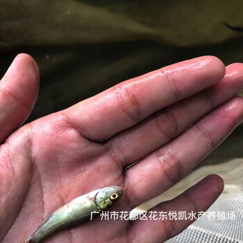 湖南永州丁岁鱼苗出售湖南郴州丁桂鱼苗批发