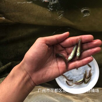 湖南永州丁岁鱼苗出售湖南郴州丁桂鱼苗批发