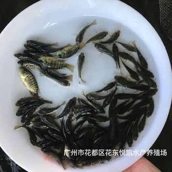 江蘇淮安單性羅非魚苗批發(fā)江蘇無錫全雄羅非魚苗出售