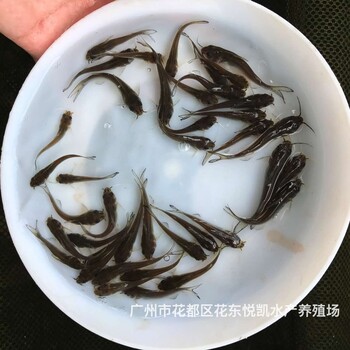 广西百色叉尾鮰鱼苗出售广西贺州叉尾鱼苗批发