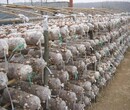 香菇保水剂保水剂在食用菌生产中的作用