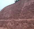 內蒙古鄂爾多斯土壤改良沙漠治理沙質土壤種植綠化土壤粘合劑