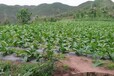 安徽安庆保水剂农林抗旱保水剂园林绿化矿山修复