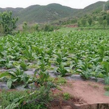 内蒙古通辽生态环境治理植被恢复植物抗旱保水剂农林保水剂图片