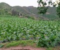 贵州贵阳农田抗旱保水剂土壤保水剂的用量与方法