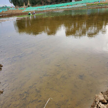 广西南宁污水河道治理和修复淤泥固化固液分离剂图片