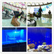 上海海洋馆对外租售海洋生物海狮表演企鹅鲨鱼