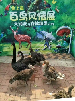 百鳥出租活動策劃表演百鳥風(fēng)情藝術(shù)展覽百鳥養(yǎng)殖園