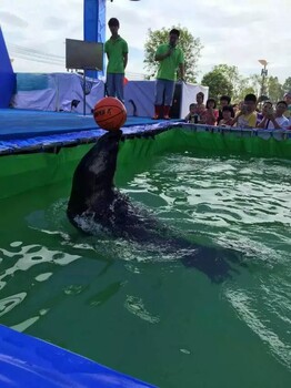 海洋生物表演商业庆典准备道具动物杂技表演