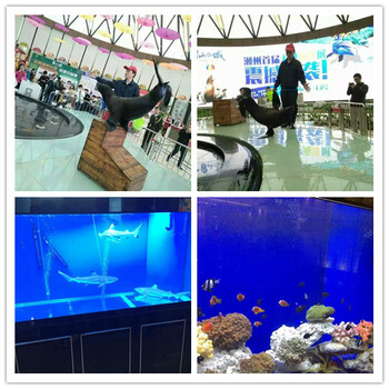地产庆典方海洋展览租赁海洋动物表演出租鲨鱼海豹