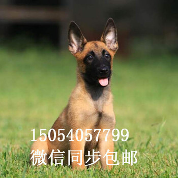 两个月的马犬哪里有卖纯种马犬幼崽红马犬