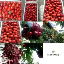 大棚溫室大櫻桃主產(chǎn)美早紅燈先鋒