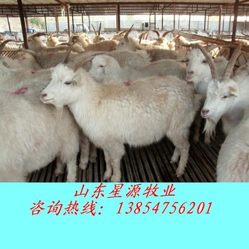 湖南益阳哪卖白山羊？白山羊羊羔30-50斤的多少钱？