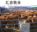 哪里的肉牛犊便宜图片