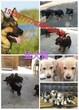 河南郑州哪里有卖马犬的￥幼犬多少钱图片