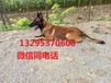 什么样的猎犬好养马犬幼犬价格