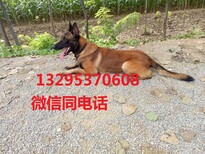 怎么训练马犬便便有什么方法图片3