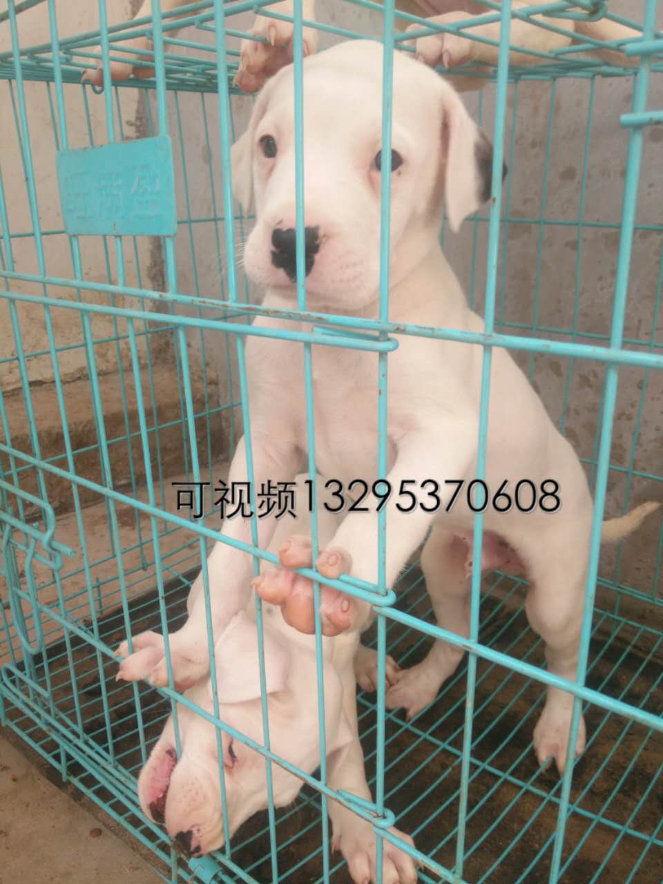山東坤鴻獵犬養殖場