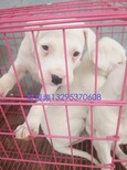 石家庄有没有杜高，纯种猎犬什么颜色图片1