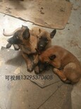 怎么训练马犬便便有什么方法图片0