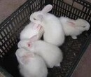 2017肉兔养殖行情分析图片
