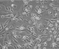 HFLS-RA复苏传代培养细胞系