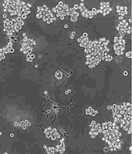 MLO-Y4贴壁复苏四代细胞系图片1