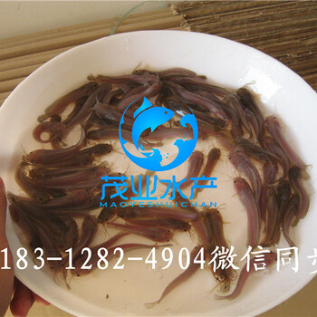 金華本地塘鲺魚(yú)苗廣東茂業(yè)水產(chǎn)基地批發(fā)