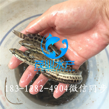 雜交黑魚苗,容縣淡水雜交黑魚苗茂業(yè)水產(chǎn)