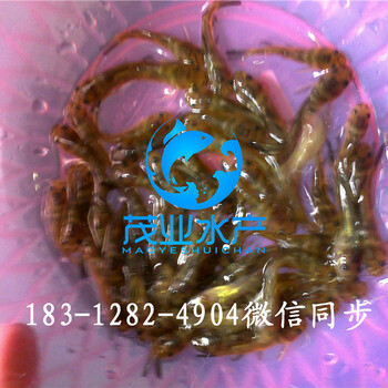 全雄黃骨魚魚苗出售，全雄黃顙魚苗基地，黃辣丁魚苗，黃Y頭