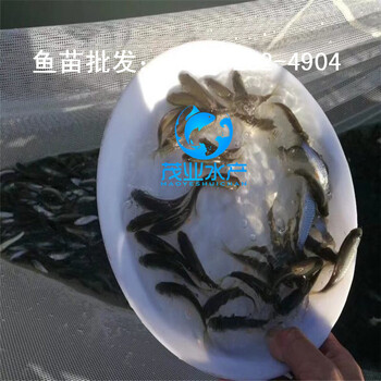 赣州青竹鲩鱼苗批发，韶关三角鲂鱼苗价格，梅州鸭嘴鱼苗