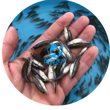 加州鲈鱼苗介绍-加州鲈鱼苗的养殖技术加州鲈鱼苗哪里卖