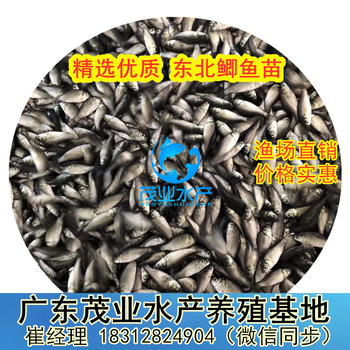 大量供应湘云鲫白鲫黄金鲫工程鲫寸苗冬苗广西北海鲫鱼苗养殖批发商家