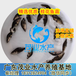  Latest Wholesale Price of Mandarin Fish Fry Farms Shantou Mandarin Fish Fry