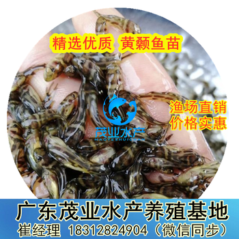 云浮黄颡鱼苗养殖商家茂业水产广东黄颡鱼苗批发价茂业水产提供黄颡鱼苗养殖技术