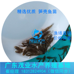 求购笋壳鱼苗批发江西上饶优质笋壳鱼苗优选茂业水产笋壳鱼寸苗价格实惠