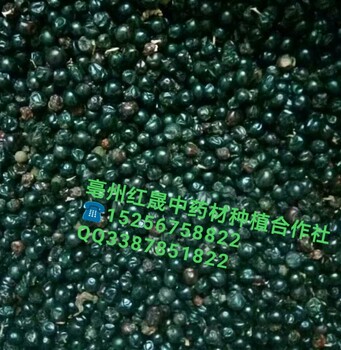 射干（1-2年苗）出售/射干籽出芽率高（推薦）
