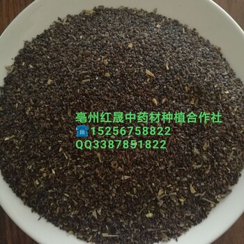 桔梗種子價(jià)格/桔梗種子出芽率高/桔梗市場(chǎng)行情