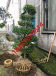 苏州工程绿化苗木基地、桂花树、日本樱花、苏州造型瓜子黄杨树图片
