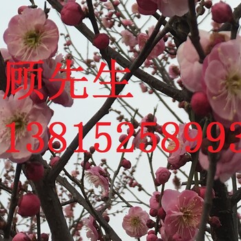 蘇州紅綠梅，大型梅花樹，造型梅花樹，蘇州景觀綠化
